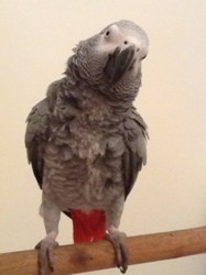 Bobbie-photo.jpg