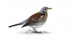 fieldfare.jpg