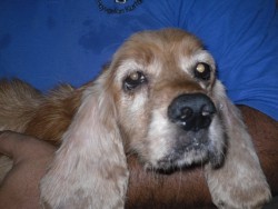 cocker spaniel.jpg