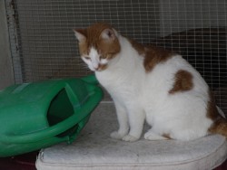 CATS Cattery 5 002.jpg