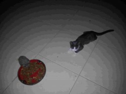 Ben & Bertie-min.jpg