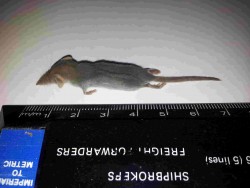 Cyprus Shrew..jpg