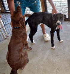 Buster (brown dog) and Groucho.jpg