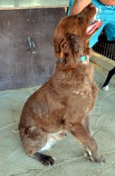 dog7.jpg