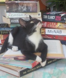 second kitten.jpg