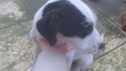 pup1.jpg