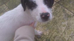 pup2.jpg
