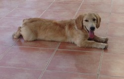 dog1.jpg
