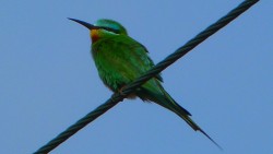 P1080892.JPG (264.13 KiB) Viewed 718 times Blue-cheeked Bee Easter